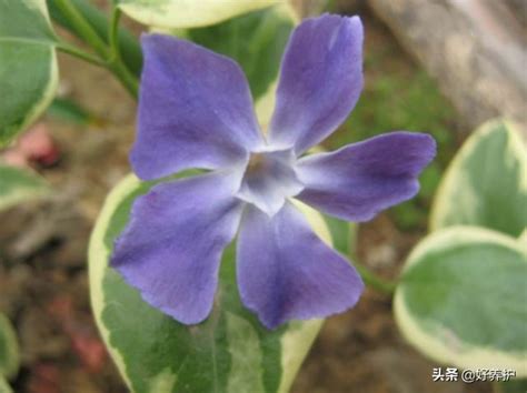 常春藤開花|常春藤開花嗎？常春藤為什麼很少開花，原來原因在這裡！